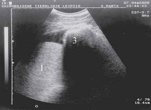 Anzeichen für eine Peritonitis lassen sich neben der Veränderung der Bauchhöhlenflüssigkeit auch an dem prominent erscheinenden Dünndarm erkennen.
