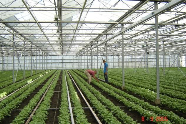 Kultur ab Jungpflanze Pflanzdichte Samensorten: 64 Pfl/m² Krallen: 16-25