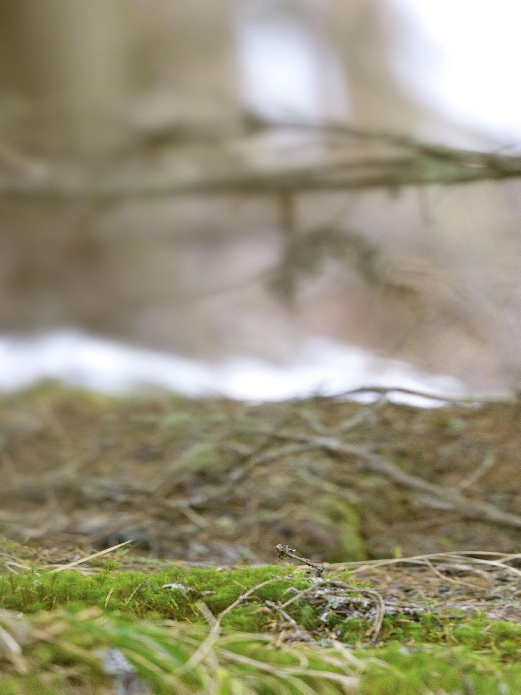 Hahnen- Blick AUERWILD ANSPRECHEN Hahnen in Österreich, Skandinavien oder den Weiten Russlands Jagdmöglichkeiten gibt es viele.