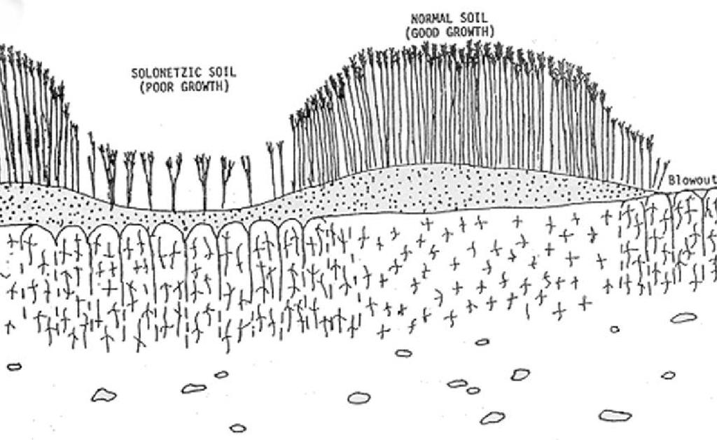 Vegetation (Wiese): Terrasse von Fluss Busuluk Festuca sulcata (Furchen-Schafschwingel, типчак), in Mikrosenke Tiefe [cm] Hor WRB Colour Salze Struktur 0-7 A1 Na An 10YR2/3 sodic horizon, compact