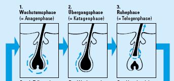 In der Ruhephase strukturiert sich der Follikel um und beginnt ein neues Haar zu produzieren. Am Ende dieser Phase stößt das neue Haar das alte, locker sitzende Haar aus seinem Haarkanal heraus.