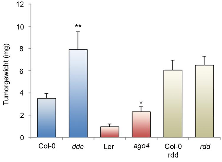 Ergebnisse 60 Ws-Ökotyp als besonders anfällig gegenüber Agrobacterium-Infektionen gilt (Nam et al. 1997). Abbildung 3.15: Tumorwachstum bei Arabidopsis Methylierungs- (ddc/ago4) bzw.