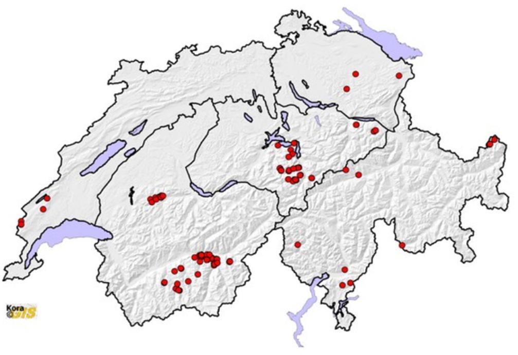 17) Kanton Schwyz: keine Meldung Anzahl der in der Schweiz als Wolfsrisse