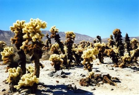 3 Kakteenfeld im Cholla Cactus Garden Weiter nördlich im höher gelegenen Teil des Parks, der zur Mojave-Wüste gehört, faszinieren dichte Bestände von Joshua Trees