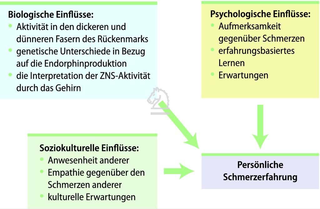 Biopsychosozialer Ansatz 2015