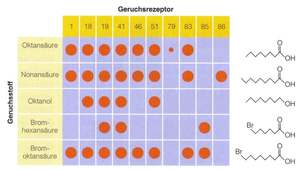 Kodierung von Gerüchen Molekülstruktur (Nach