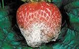 Erdbeeren - Pflanzenschutz Hauptprobleme