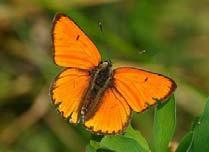 seltener und geschützter Schmetterlingsarten und anderer NZO Konflikt