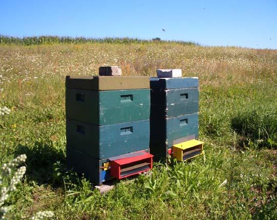 Biologische Pollensammlung mit Völkern der Honigbiene Raumsammlung Erfassung abhängig von biologischen