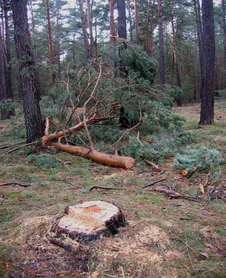 Neue Herausforderungen für die Holzlogistik Biomasse Holz gewinnt an Bedeutung bei der Gewinnung erneuerbarer Energien Potenzial 12 Mio. m3/a Restholz in der Forstwirtschaft 7 Mio.