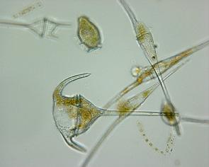 D4, D5, D6 Phytoplankton Variablen Großalgen und Seegras Bodentiere LLUR U.