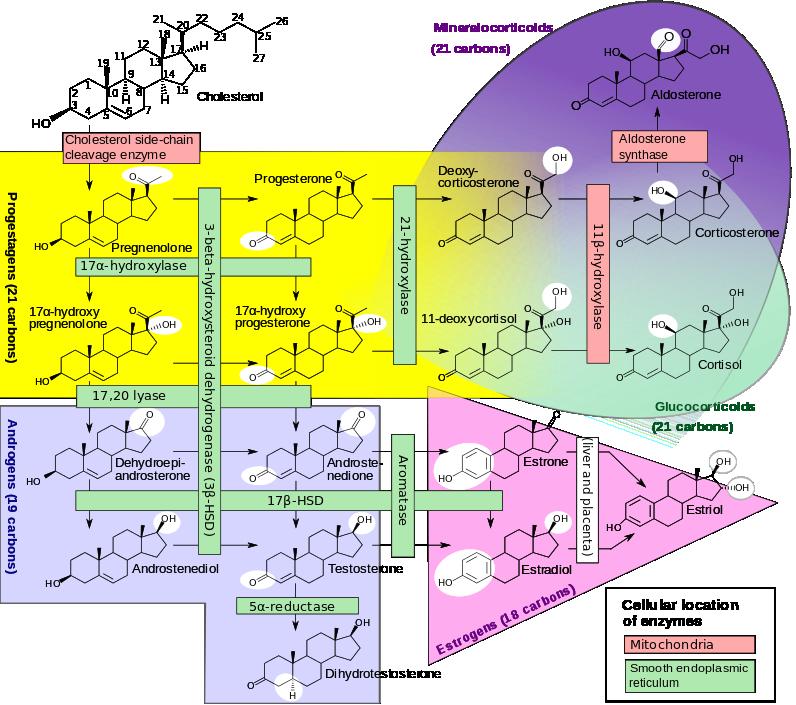 Abbildung 1: Biosynthese der Steroidhormone nach Richfield und Häggström (23