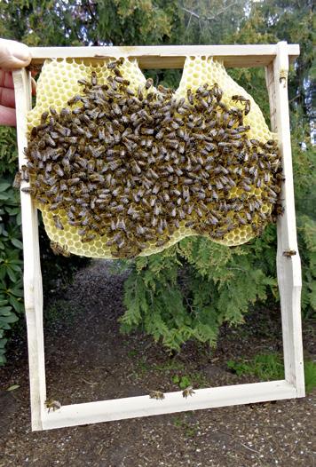STEUERUNG DER ARBEITEN Viele Arbeitsabläufe werden in der jeweiligen Biene über Hormone gesteuert.