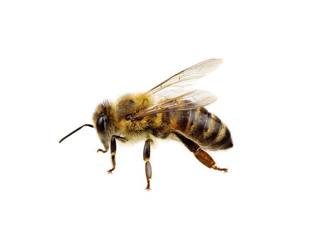 104 FÜTTERUNG VON BIENEN ERSATZ FÜR HONIG 105 Warum man Bienenvölker füttert 105 Mögliche Zuckersorten 107 Bienenfutter wann wird was verwendet?