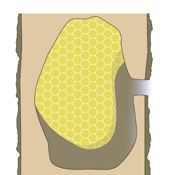 In Waben aus Bienenwachs werden Vorräte wie Honig und Pollen eingelagert. Jede Wabe besteht aus Tausenden sechseckiger Zellen, die unter optimaler Raumausnutzung eine extreme Stabilität gewährleisten.