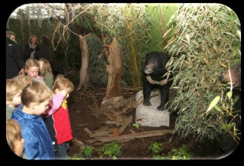 2010 - Tiger, Panda & Co Tiere der Regenwaldregion
