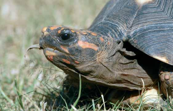 Schildkröten im Fokus, Bergheim 5 (3), 2008: 28-31 Thomas & Sabine Vinke, Filadelfia, Paraguay Köhlerschildkröten billige Massenware oder vom Aussterben bedroht?
