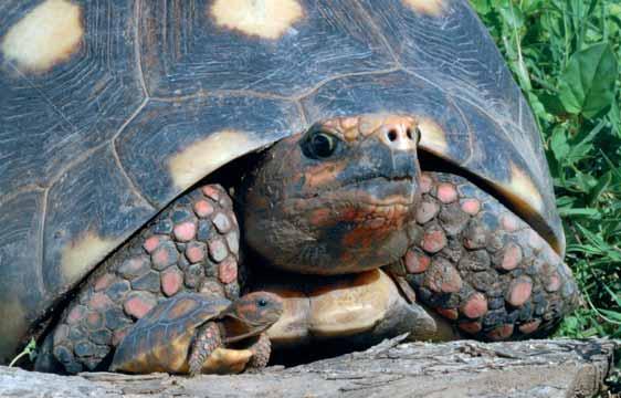 Köhlerschildkröten billige Massenware oder vom Aussterben bedroht? Resümee Wir als Schildkrötenhalter haben nur wenig bis keinen Einfluss auf die Bedrohung in den Ursprungsländern.