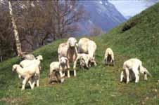 Effizienz der Fleischproduktion von Schafen in
