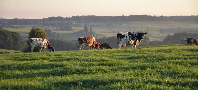 Fütterungspraxis und Futterautonomie von Milchviehbetrieben in der Schweiz AGFF Frühlingstagung, 31.