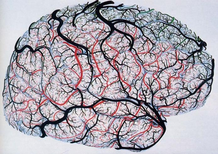 fmrt: Grundprinizip Aktiven Hirnregionen wird Energie über das vaskuläre System zugeführt MRT hat PET als präferierte Methode der funktionellen Bildgebung