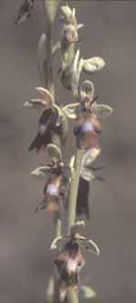 Einzelne Parzellen zeichnen sich durch einen ungewöhnlichen Reichtum an Orchideen aus. So kann man z.b.