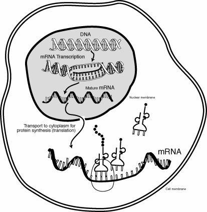 ) Von DNA zu RNA Genstruktur in Prokaryonten Gene sind in sogenannten Operons organisiert.