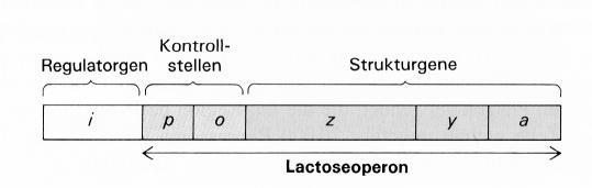 Operonstruktur Genstruktur in Eukaryonten besitzen ebenfalls Operons mit regulatorische Sequenzen und einer TATA Box kodierende Sequenz wird durch nicht kodierende DNA Stücke unterbrochen: Exon