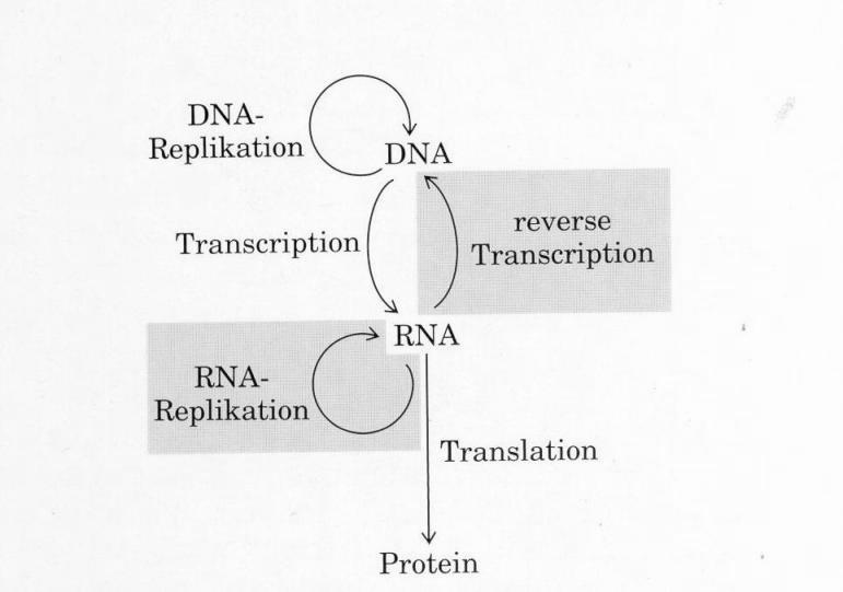 Als dann 1970 Temin und Baltimore tatsächlich das verantwortliche Enzym (Reverse Transkriptase) fanden, mussten die Lehrbücher umgeschrieben werden.