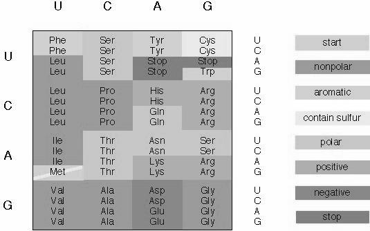 Enzym schnell gefunden Enzym wurde DNA Polymerase genannt Tabelle für den genetischen Code Replikation Die Verdopplung der DNA bezeichnet man als Replikation 1955 Arthur Kronenberg et al.