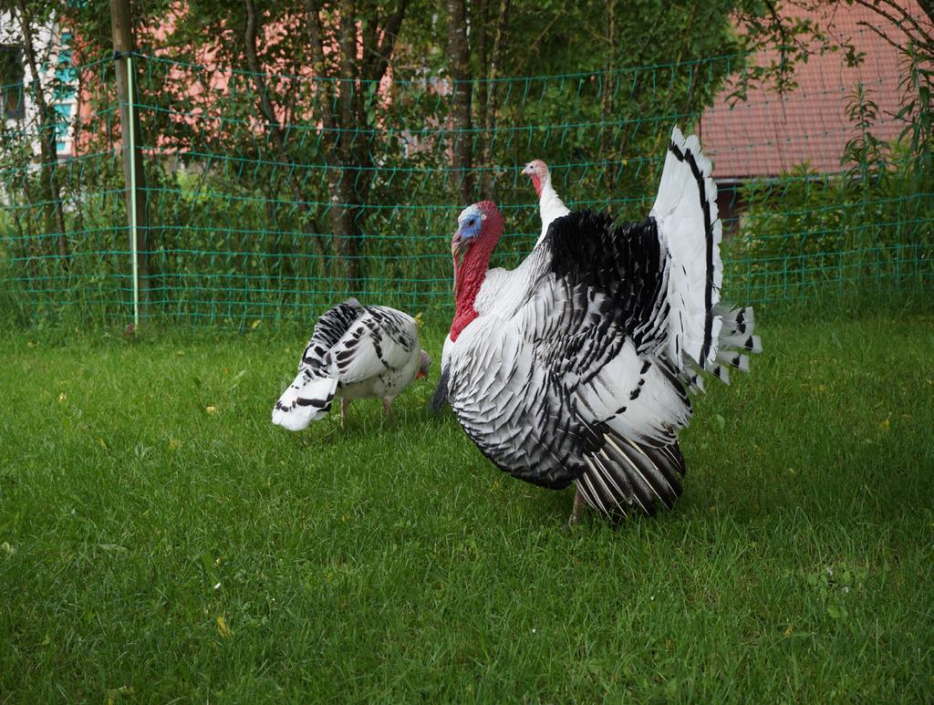 Weidehaltung mit Elektorzaun Foto: Stier Generell sollen nur gesunde Tiere von erfahrenen Züchtern zugekauft werden.