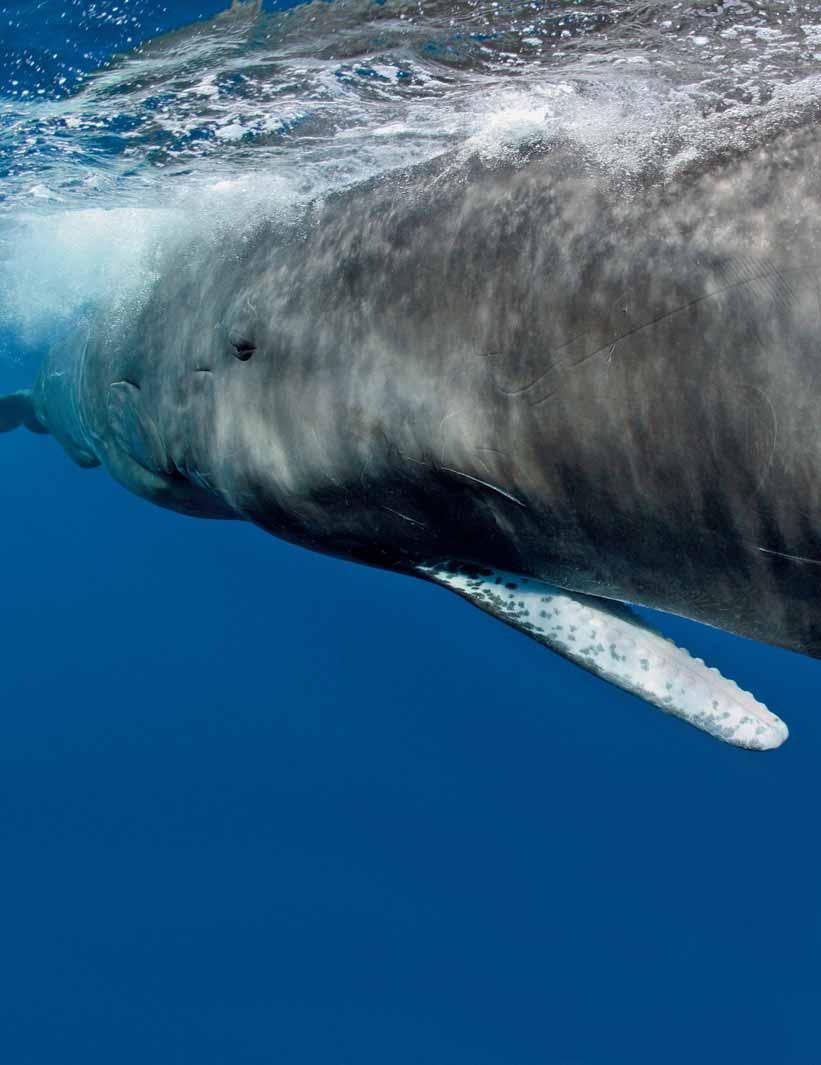 HERREN DER KEKSAUSSTECHER Walforschung vor der Küste der Azoren: Wenn die Pottwale kommen, zählt jedes Augenpaar.