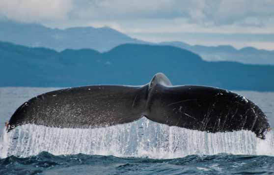 AKTUELL Story WALFINGERABDRUCK Anhand der Zackung der Rückenflosse kann man die Wale