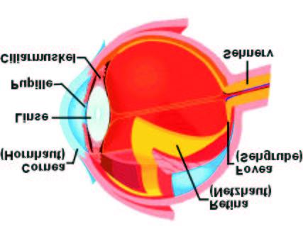 Kapitel 3 Grundlagen 3.1 Das visuelle System des Menschen 3.1.1 Der Aufbau des Auges Der Sehvorgang wird durch adäquate Reize im Auge ausgelöst.