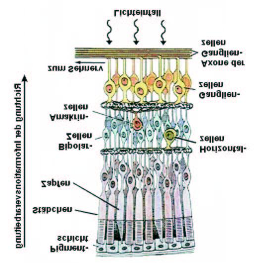 violett) genannt (vgl. Stadler, Seeger, Raeithel 1977; 92). Abbildung 3.