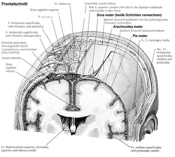 Hirnhaut (Dura Mater) Subdural-Raum Großhirnrinde (Cortex) graues Gehirngewebe (ca.