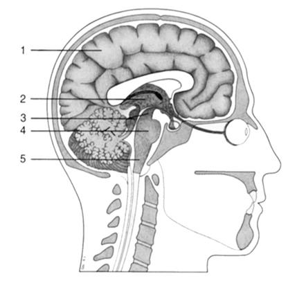 Anatomie - Gehirn 1: Endhirn 2: Zwischenhirn 3: Mittelhirn 4: Hinterhirn 5: Nachhirn