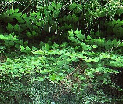 Steckbrief Japanischer Staudenknöterich (Fallopia japonica) Ostasien, wächst auf Flusskies und Lavafeldern schnelles Höhenwachstum, Rhizome unterwandern die anderen Pflanzen ganze