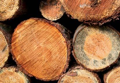 Unter einer Bewirtschaftung versteht man, dass stets mehr Holz angebaut, als geschlagen wird. So bleibt das ökologische Gleichgewicht intakt.