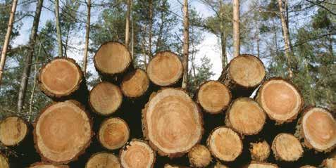 Natürlich wohl fühle Holz ei Wuder der Natur.