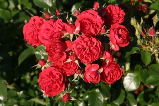 9 cm breit, mittelgroßes, schwach glänzendes Blatt, die auffallende Blütenfarbe verleiht der Sorte eine sehr gute Nah- und Fernwirkung.