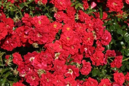 1230 Rote Babyflor,Tantau Zwergrose mit niedrigem, kompaktem Wuchs und überhängenden Trieben, Höhe 60 cm, Breite 100 cm, die leuchtend rote Blütenfarbe ist auffallend, halbgefüllte Blüte