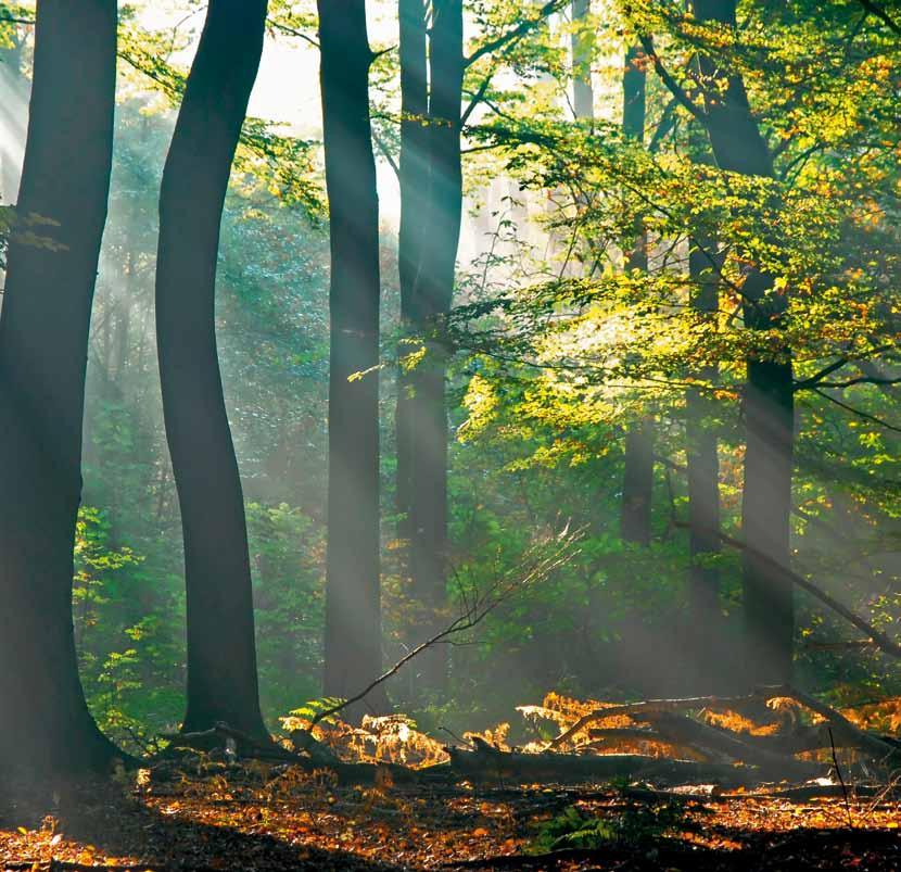 Je mehr Holz wir verbrauchen, desto mehr Wälder werden wir haben.
