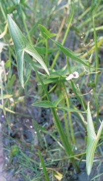 1.2 Charakteristische Pflanzenarten Gefäßpflanzen: Ceratophyllum demersum (Gemeines Hornblatt) Hydrocharis morsus-ranae (Froschbiß) Lemna gibba (Bucklige Wasserlinse) Lemna minor (Kleine Wasserlinse)