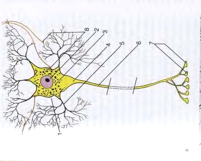 Neurologische Grundlagen: Neuron Evolution des ZNS: aus anfänglich kleinen Neuronenansammlungen entstand ein komplex strukturiertes System mit gänzlich neuer Qualität der Informationsverarbeitung