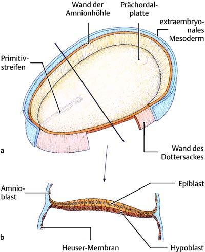 6 Die Frühentwicklung Allgemeine Embryologie Beachte: Am Rand der Keimscheibe grenzt das Mesoderm an das extraembryonale Mesoderm.