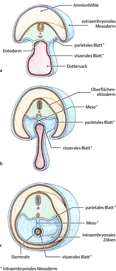 Allgemeine Embryologie Die Frühentwicklung 31 sich der Urachus oder der Ductus vitellinus nicht zurückbilden, entsteht eine Urachusfistel bzw.