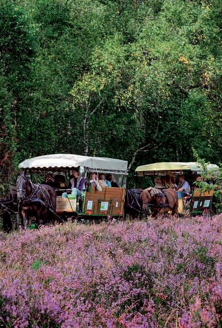 UNSERE FAVORITEN Die schönsten Heideflächen Ein Traum in Violett Heidekraut bedeckt nur rund ein Proent der Gesamtfläche der Heideregion.