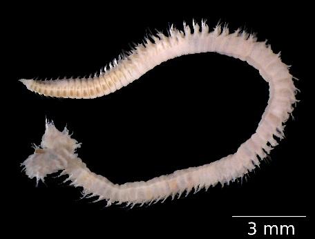 Die Ostsee Zoobenthos IfAÖ IfAÖ im Meeresboden lebenden Organismen relativ standorttreu Indikator für Veränderungen in einem Ökosystem
