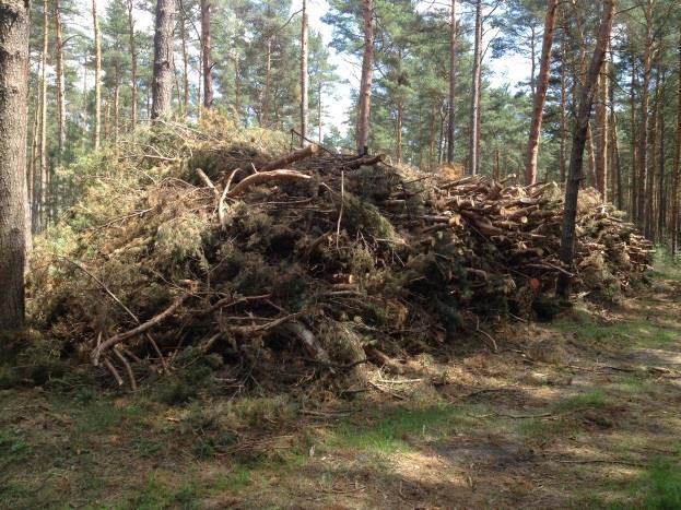 Die Standortnachhaltigkeit muss bei der Holzernte und Entnahme von Biomasse beachtet werden Nährstoffe (N, P, Ca, K, Mg) notwendig für das Waldwachstum und bei Mangel begrenzend, hoher Export bei